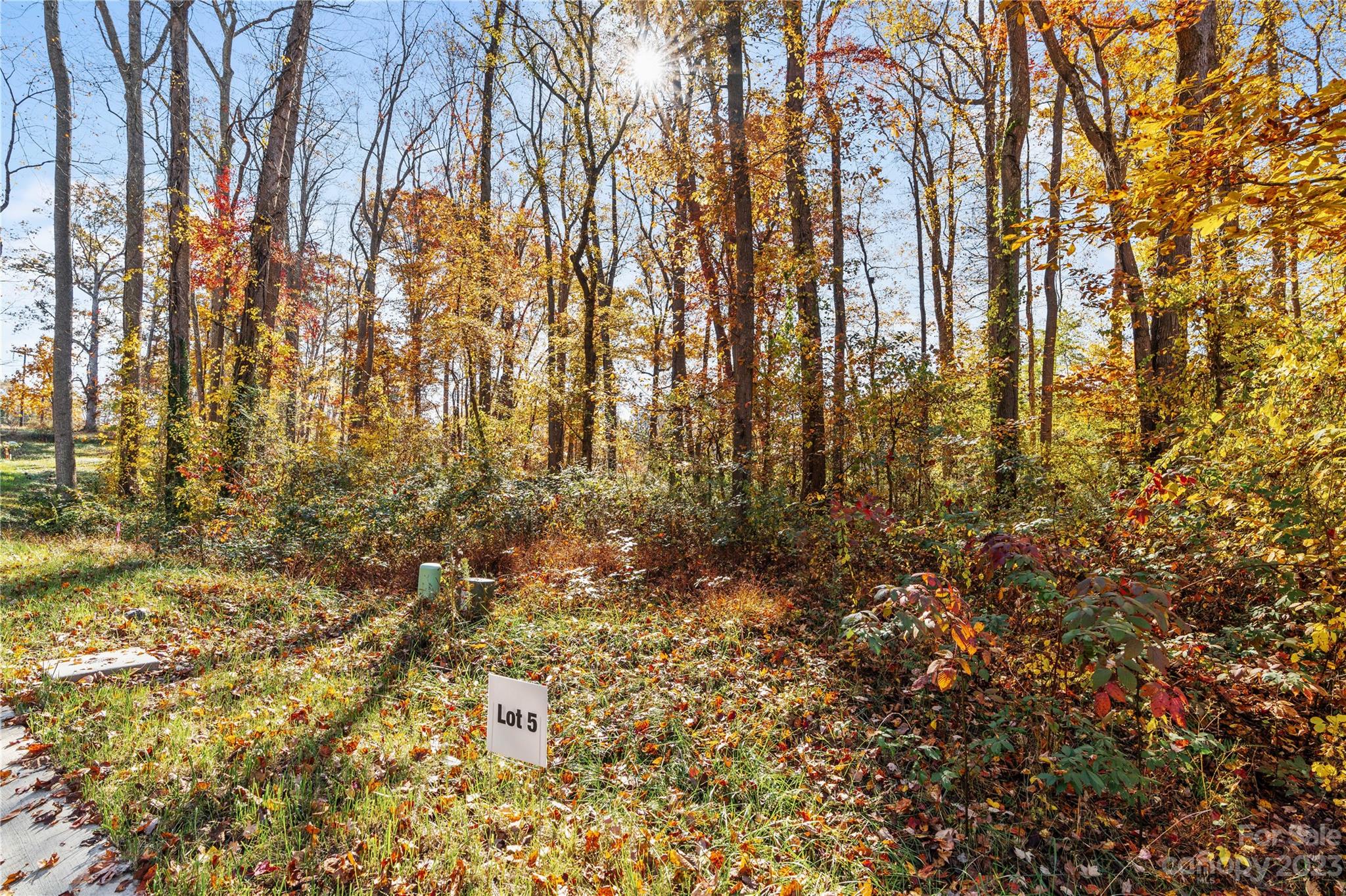 a view of a yard with a tree