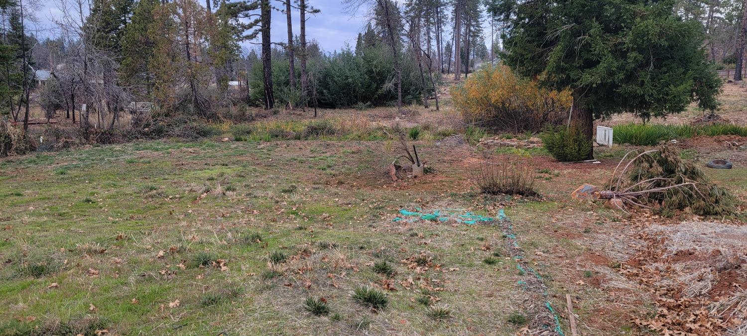 a view of a dry yard with trees