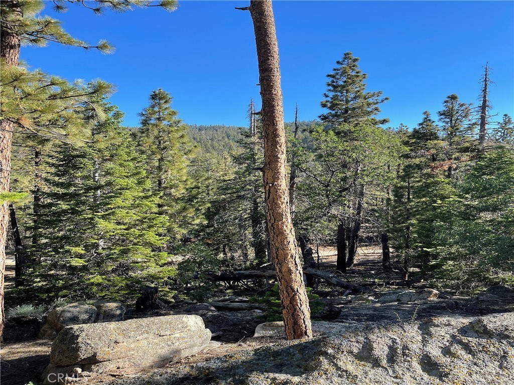 a view of a tree with a tree in the background