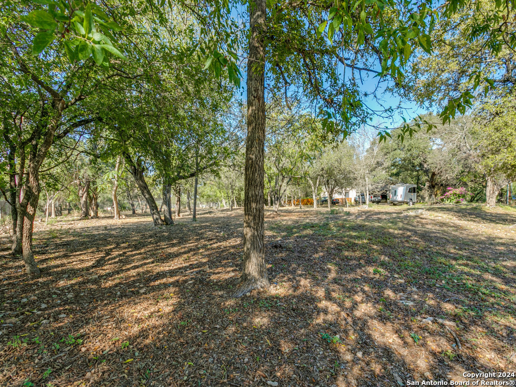 a view of a tree in the middle of a yard