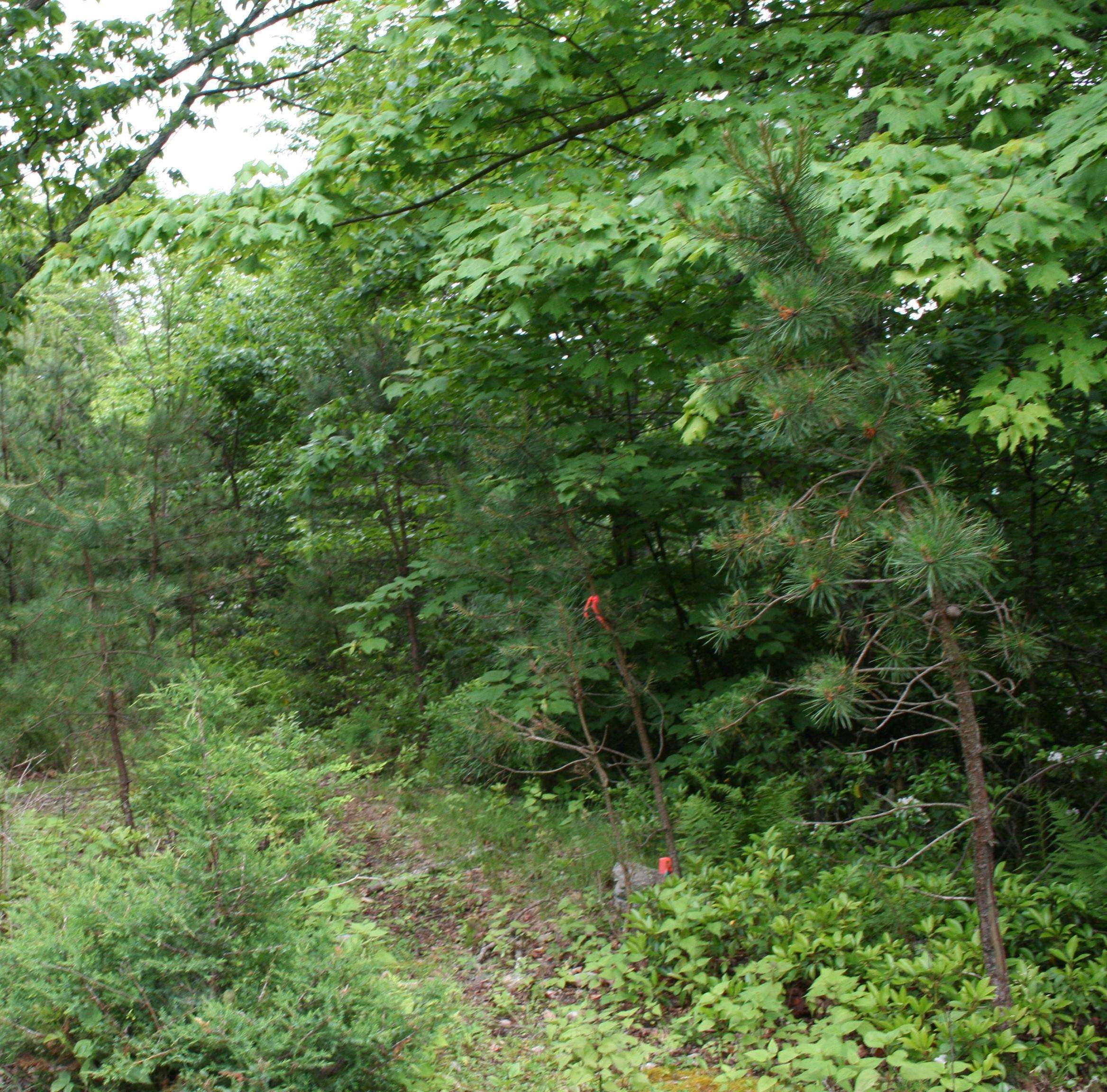 a view of a lush green forest