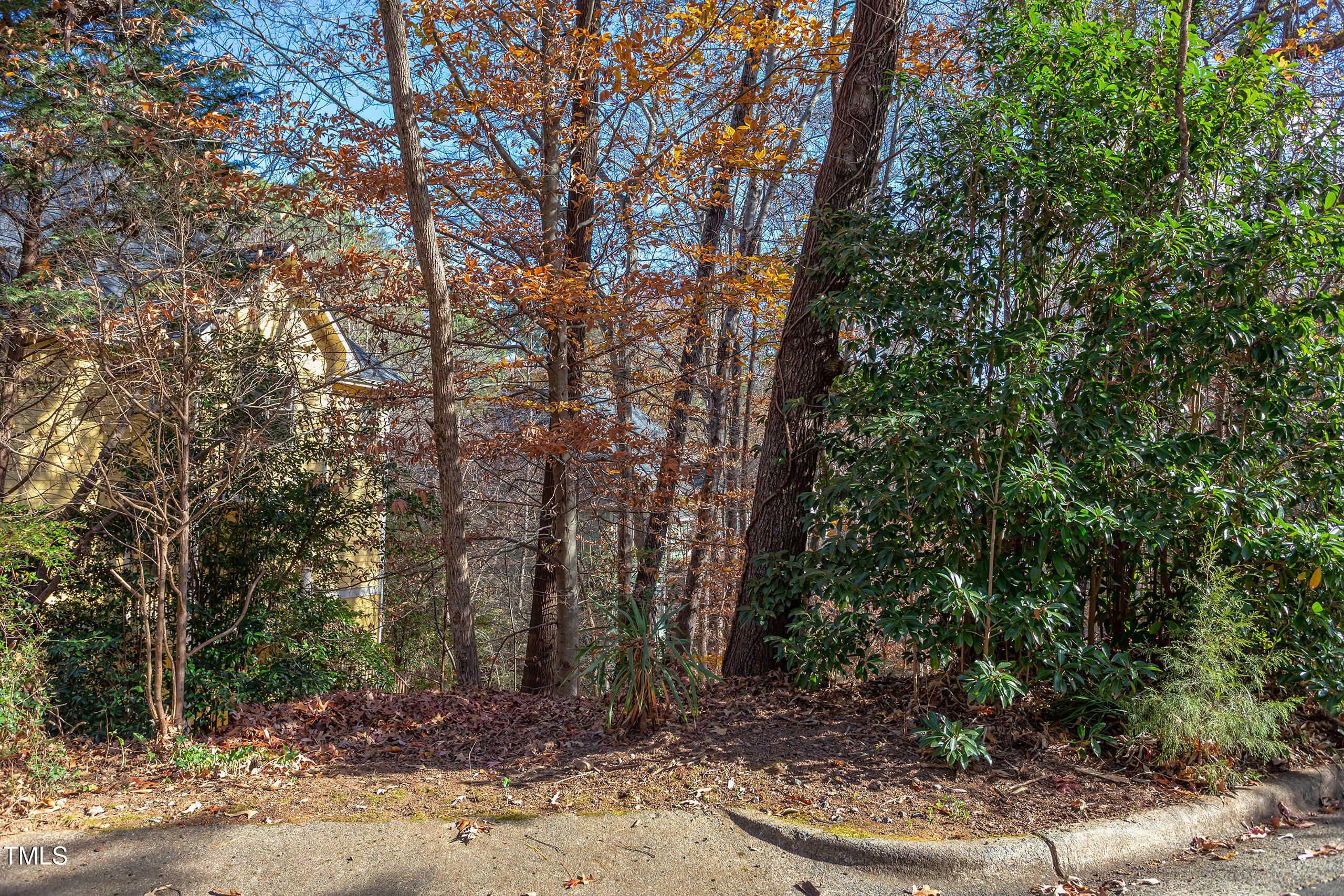 a view of a forest with trees