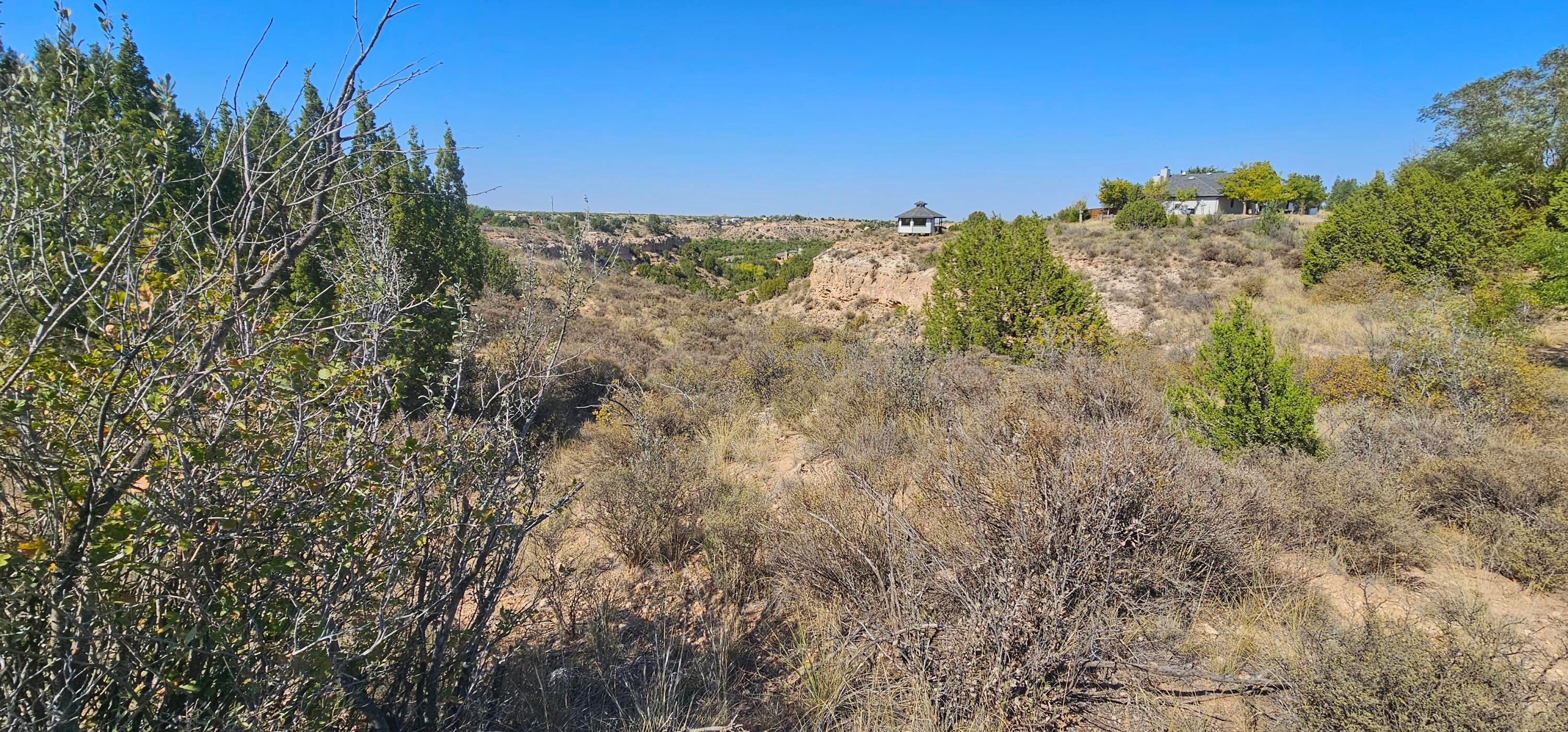 a view of a dry yard with lots of bushes