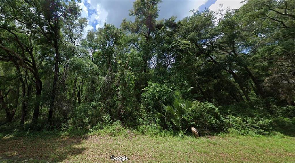 a view of a lush green forest