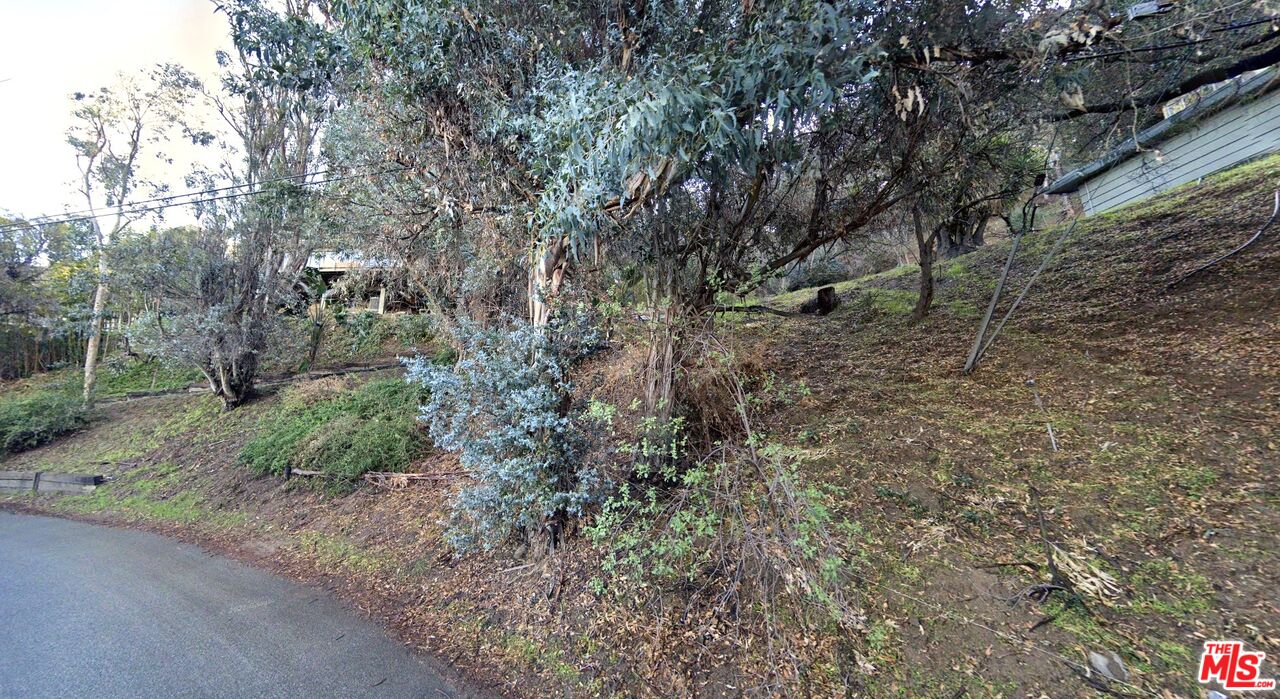 a view of a forest filled with trees