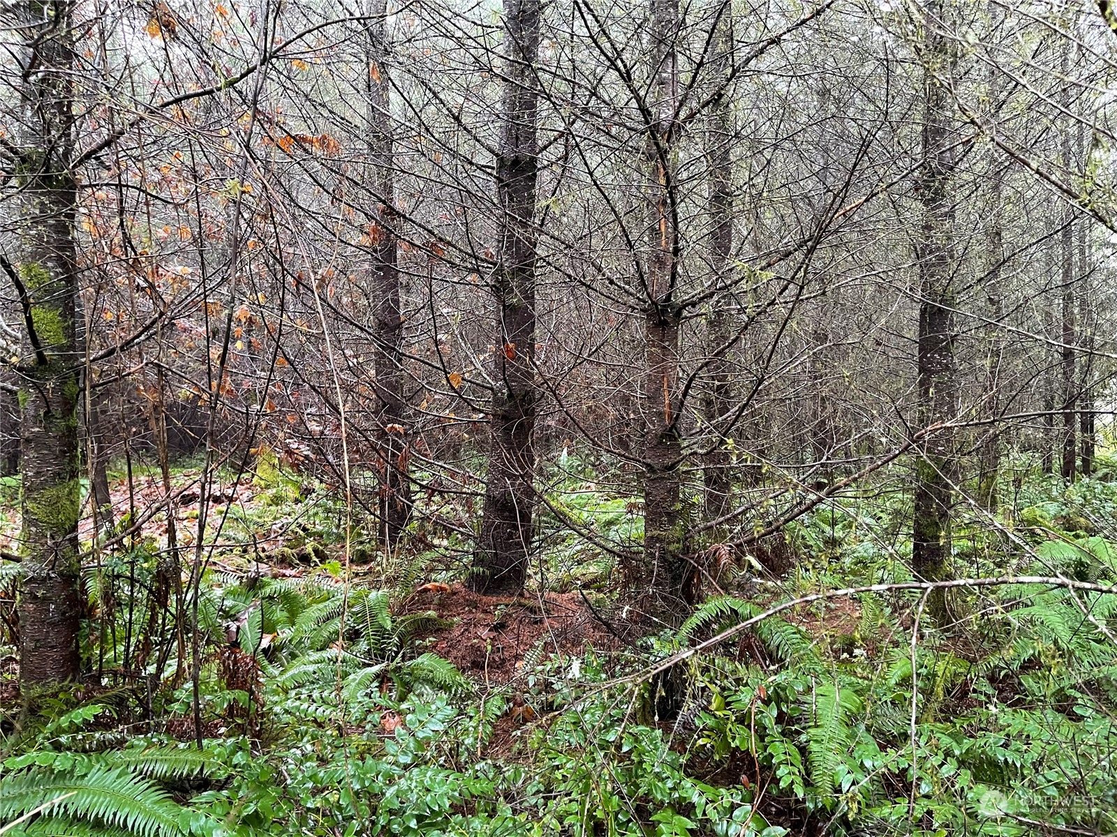 a view of a forest