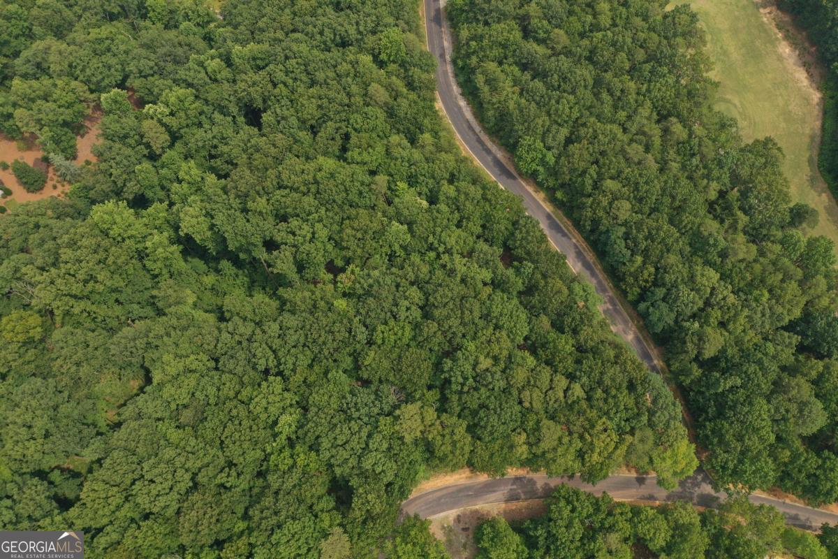 a view of a forest with a tree