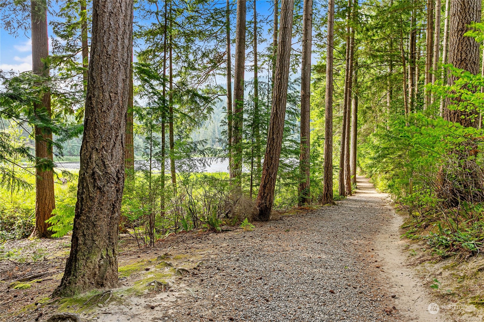 a view of a forest that has large trees