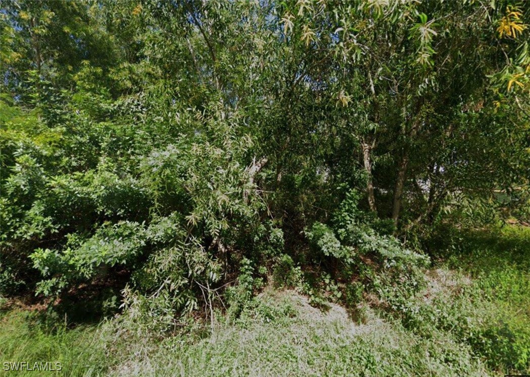 a view of a lush green forest