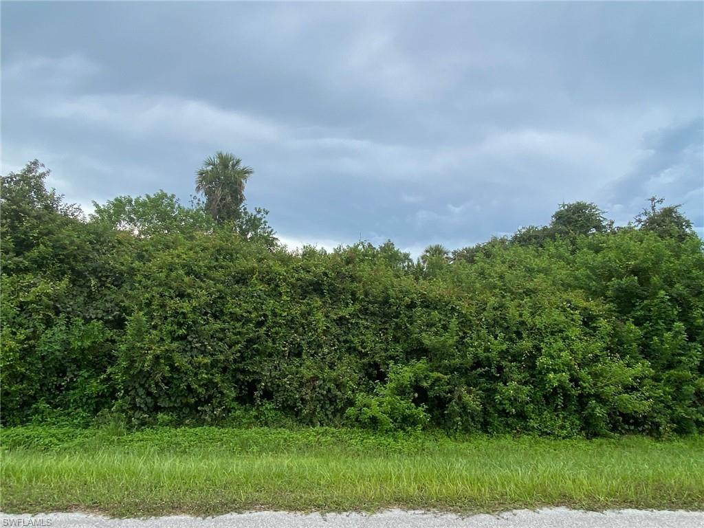 a view of a big yard with plants and large trees