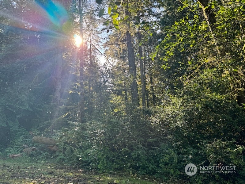 a view of forest