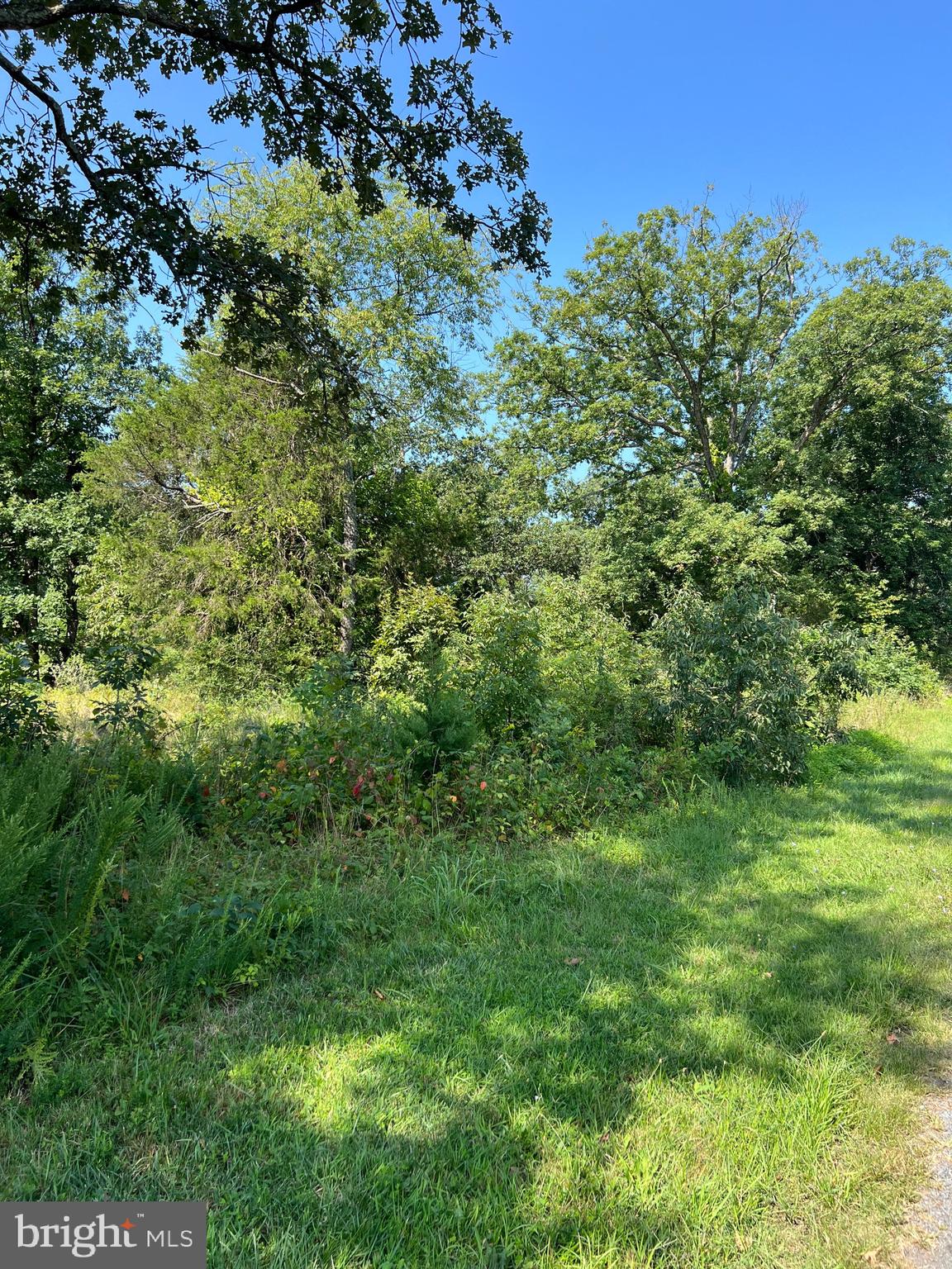 a view of a lush green forest