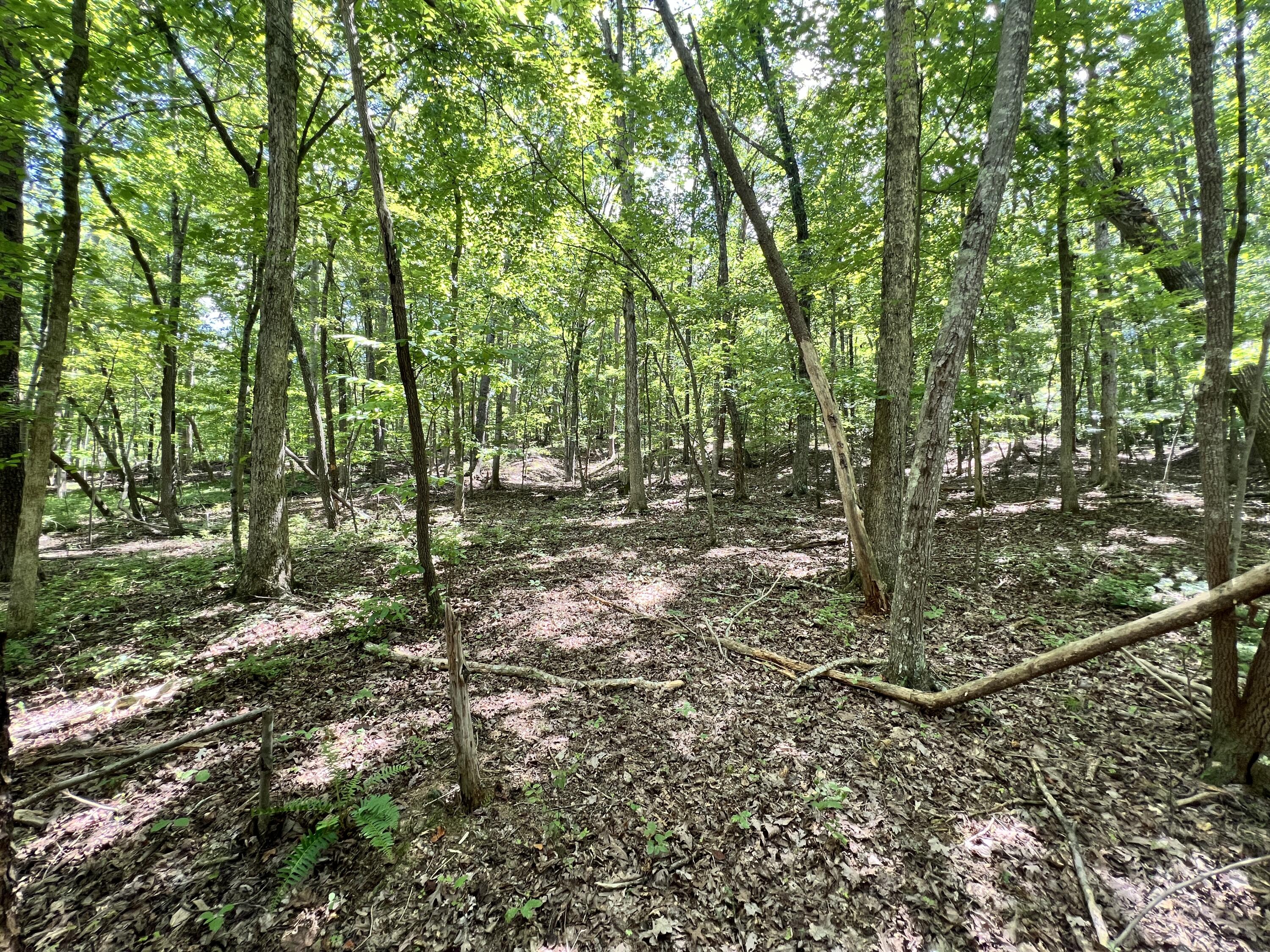 a view of a forest with trees