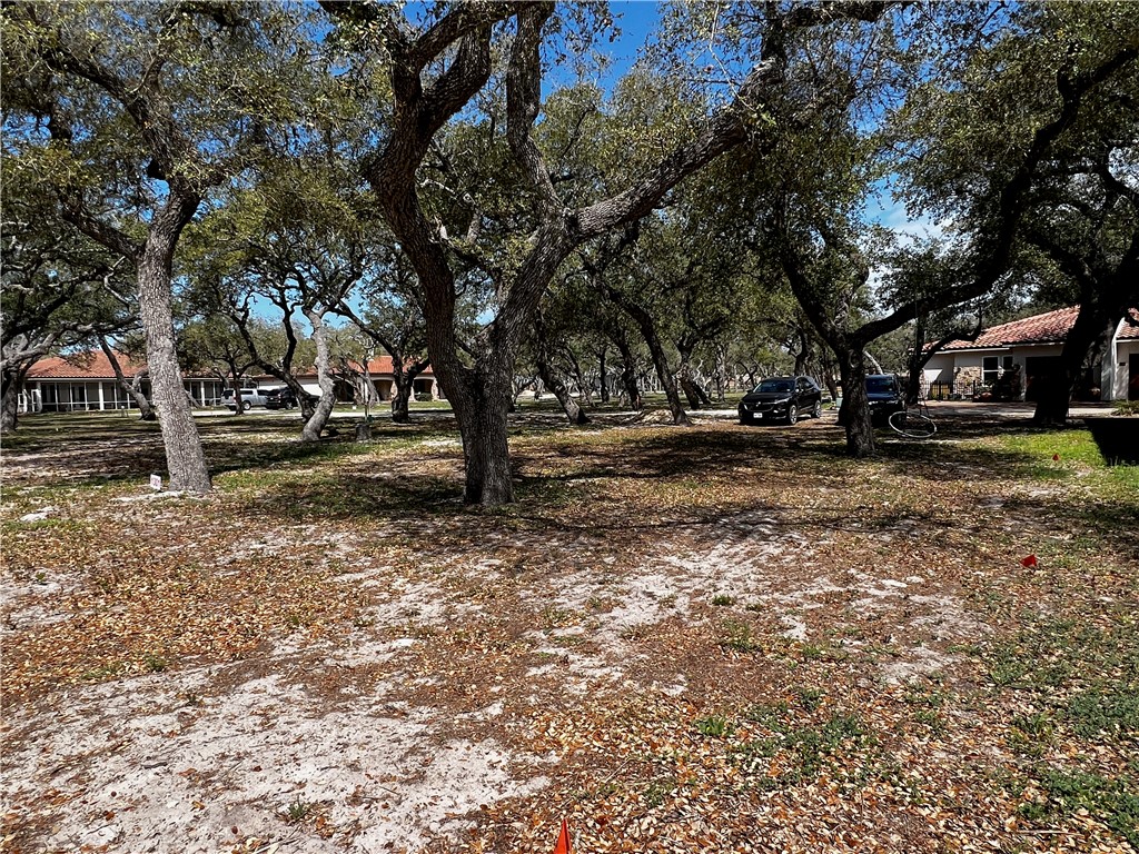 a view of park with tree