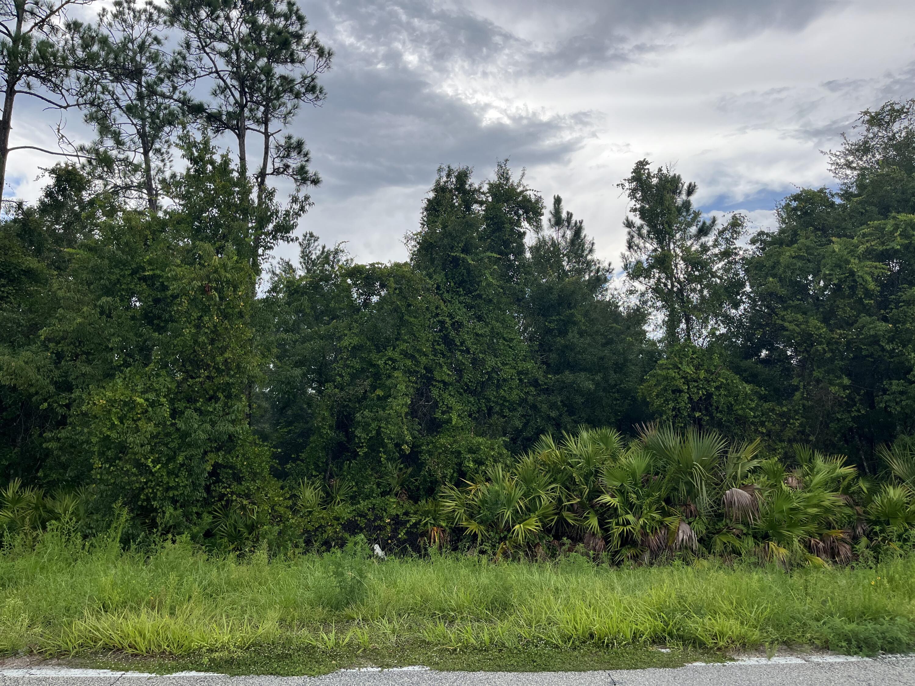 a view of a lush green forest with lots of trees