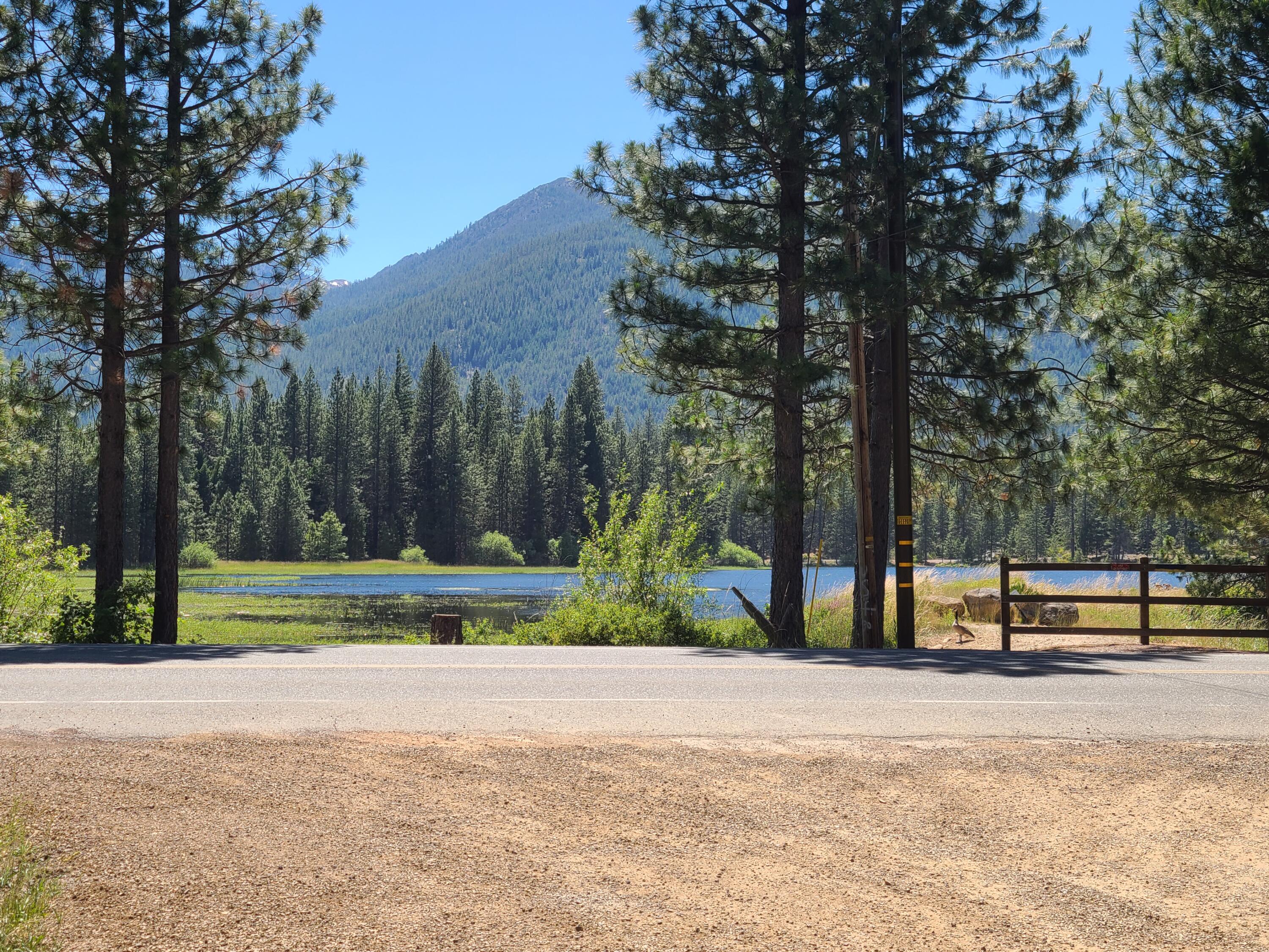 a view of park with tree s