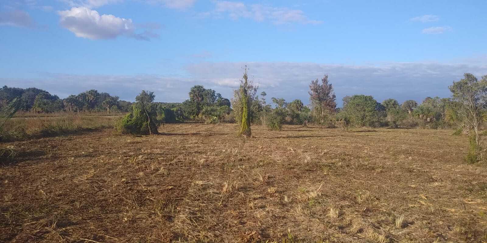 a view of a field with trees in background