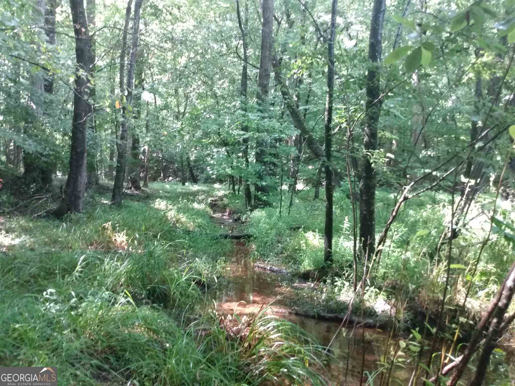 a view of a forest with trees