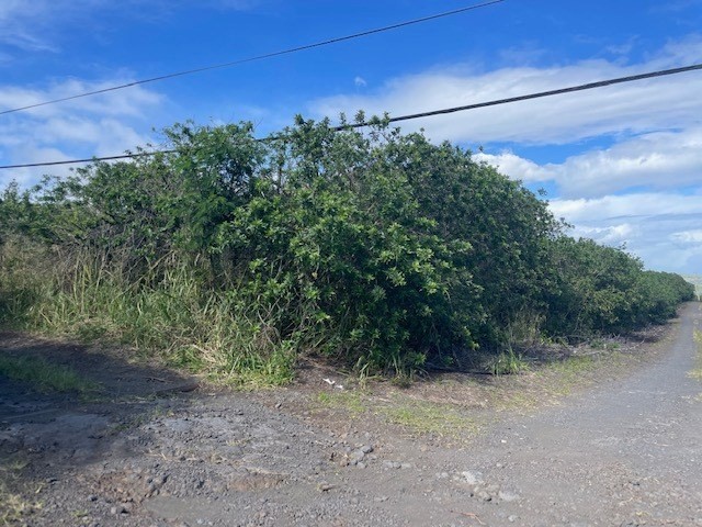 a view of a yard with a tree