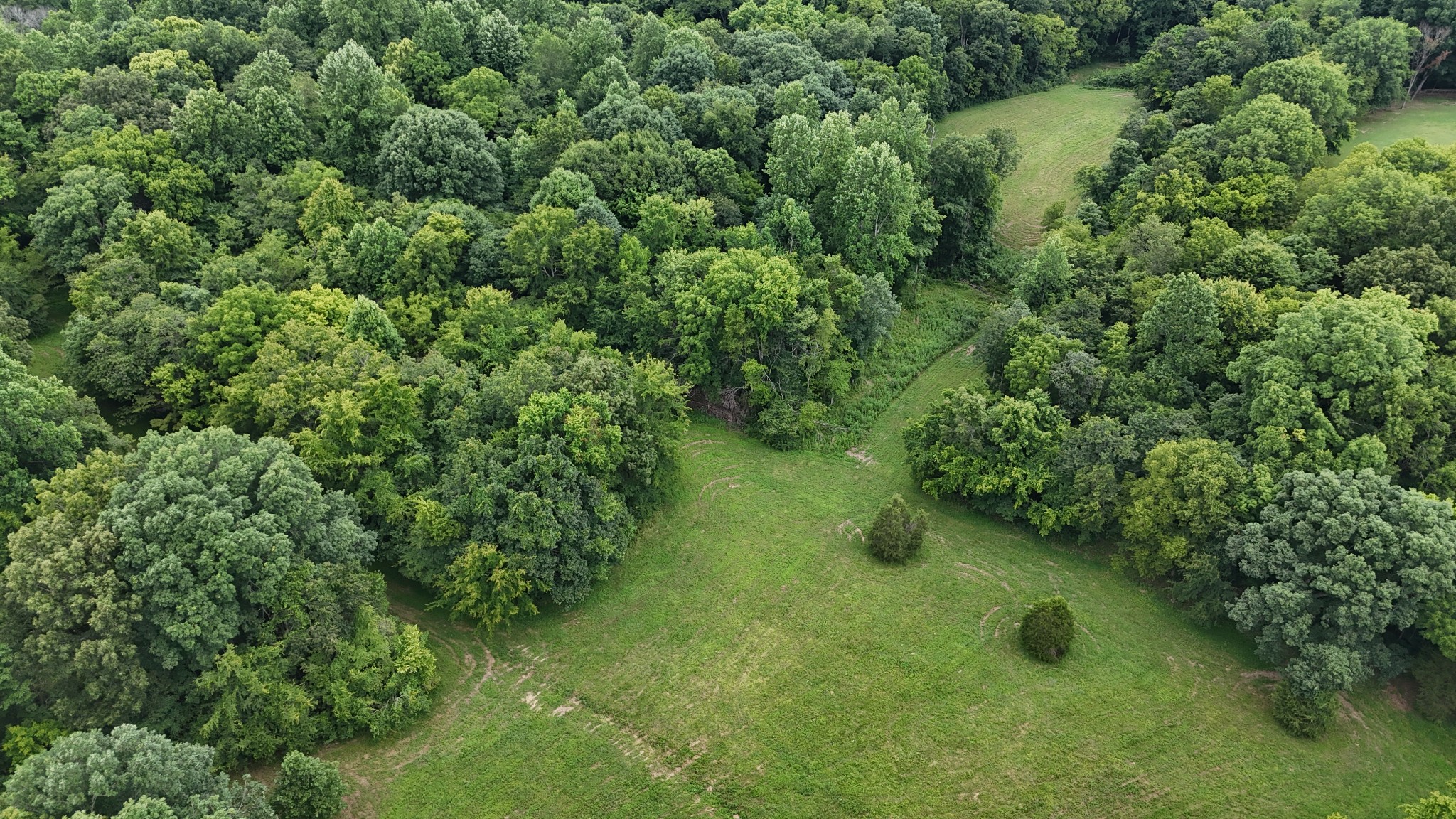 a view of a lush green forest with lots of trees