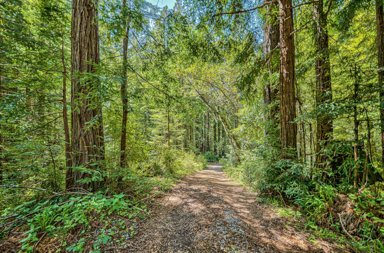 a view of a forest with trees