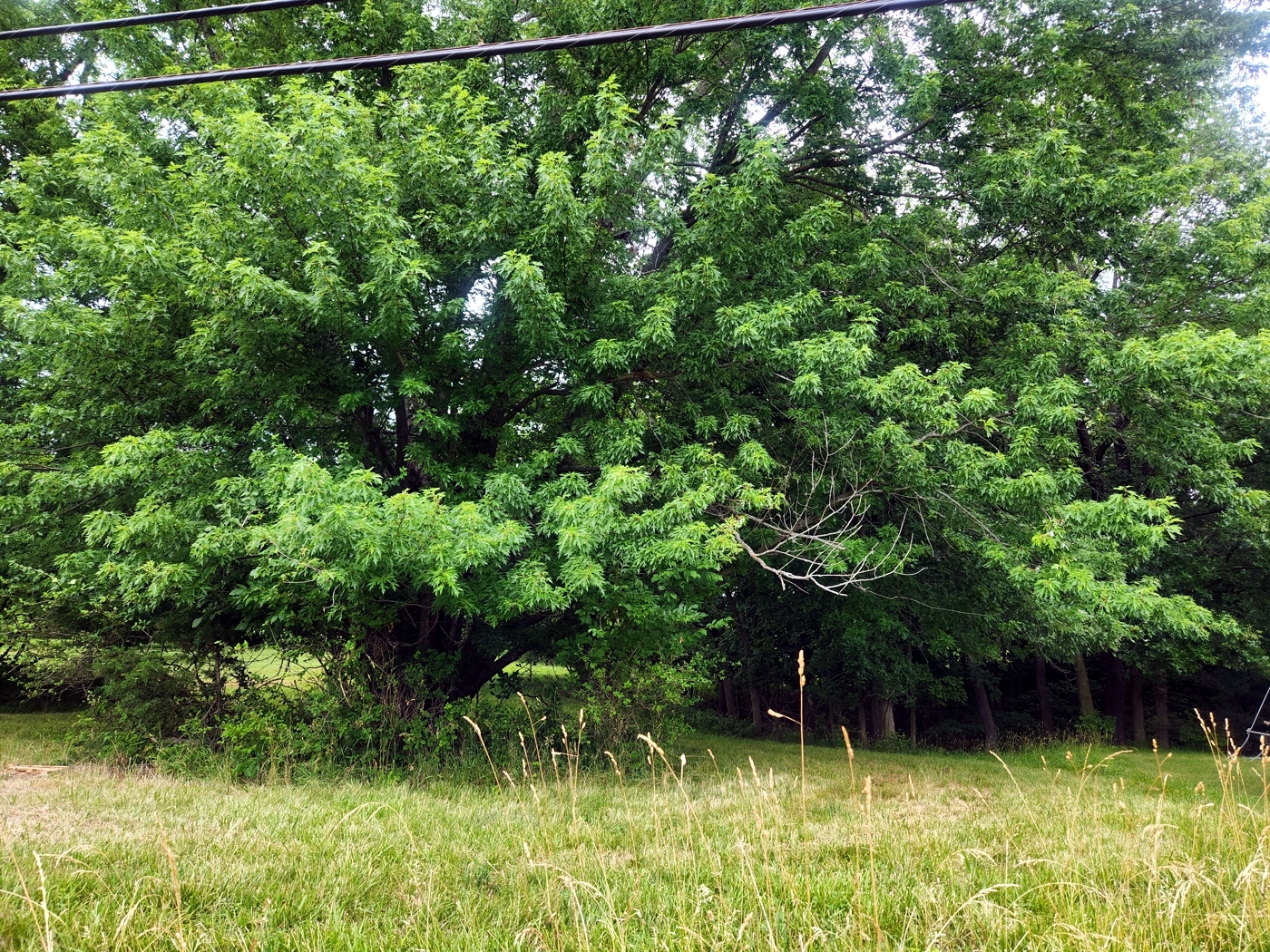 a view of a yard