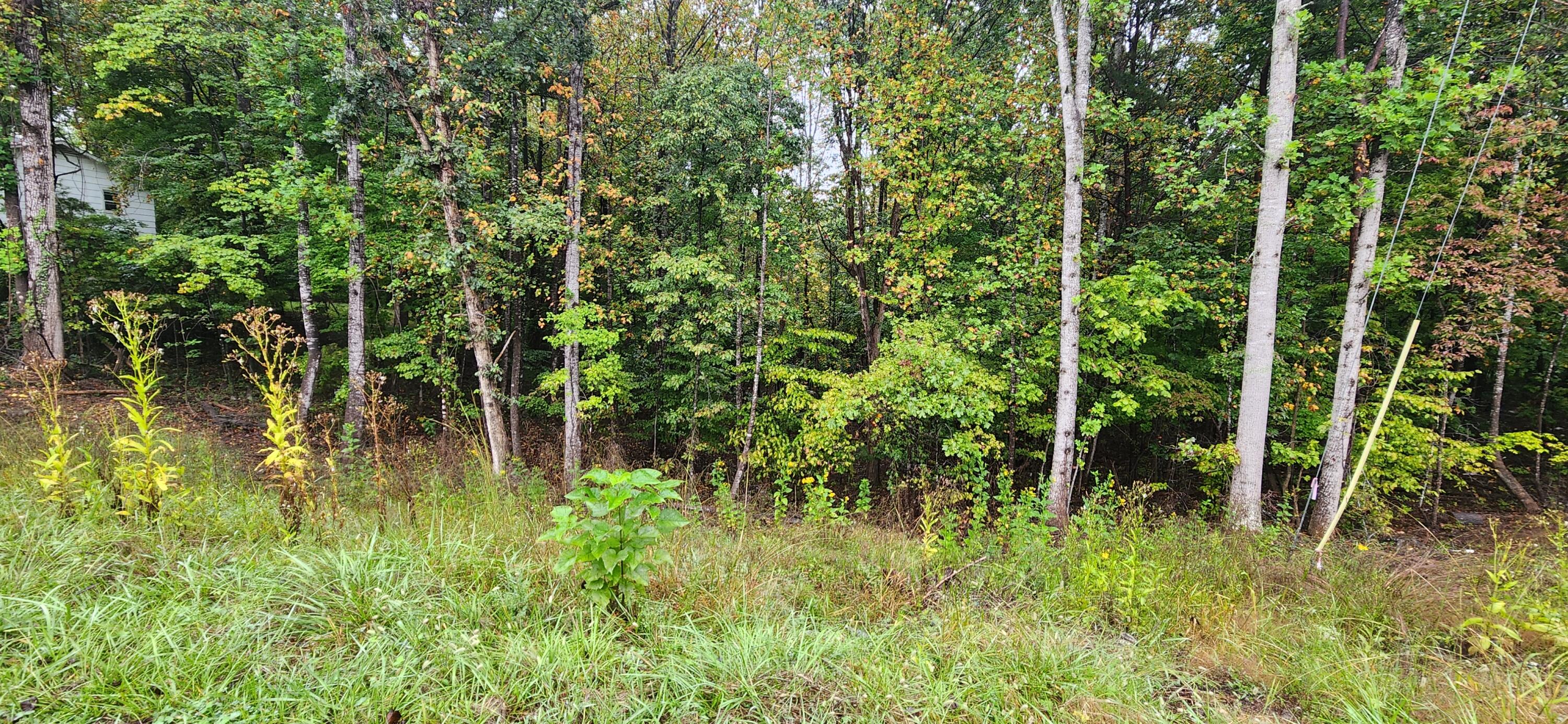 a view of a garden