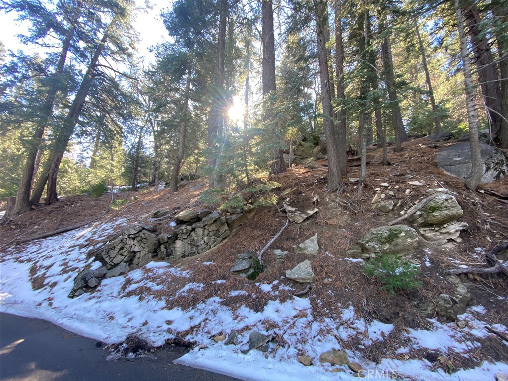 a view of a forest with trees