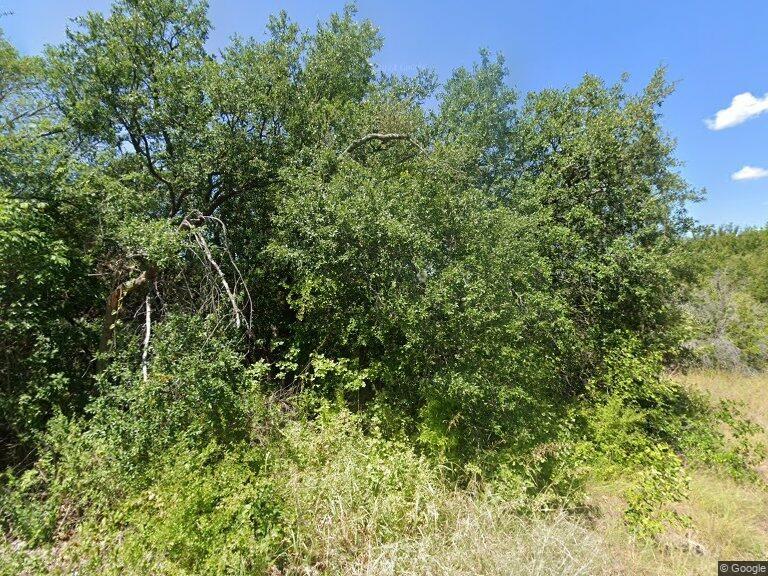 a view of a lush green forest