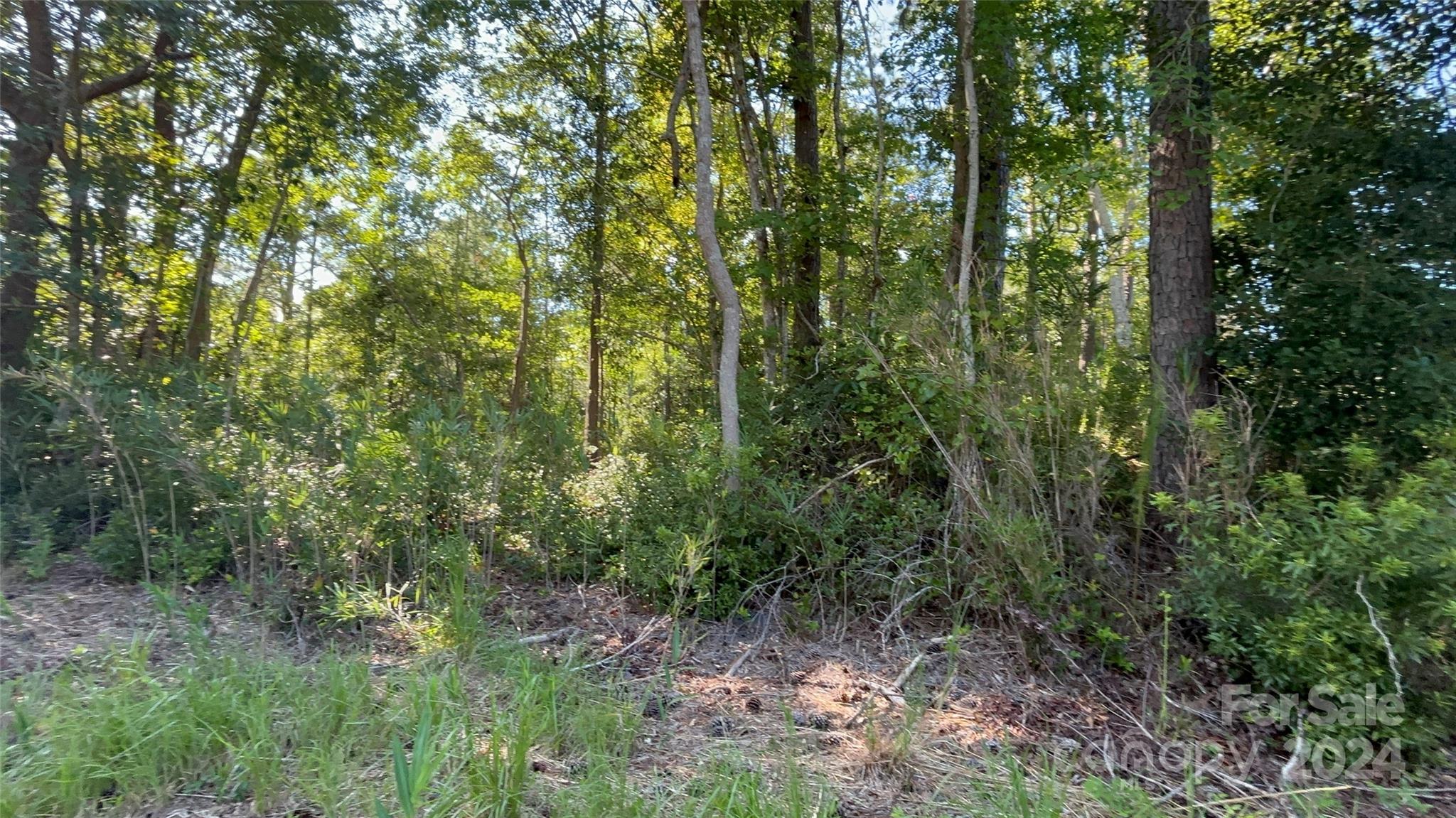 a view of a lush green forest