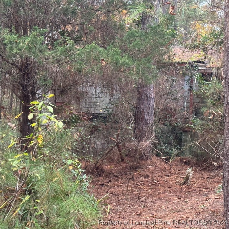 a view of a forest with a tree