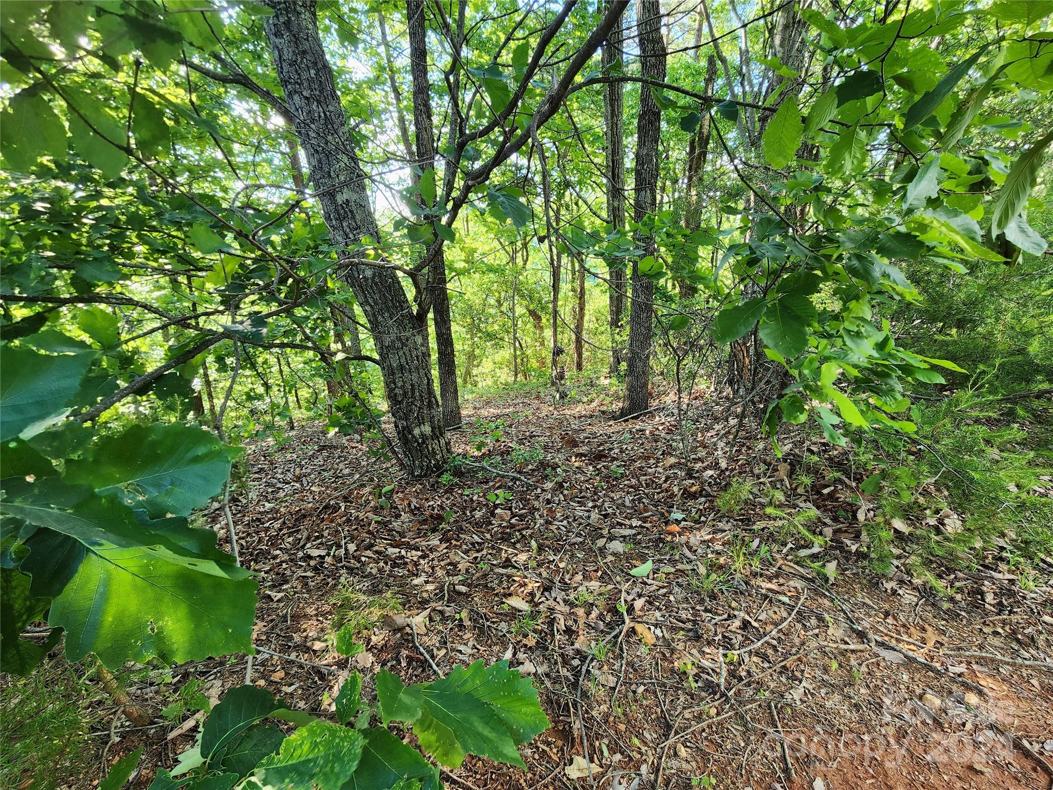 a view of a yard with plants and a tree