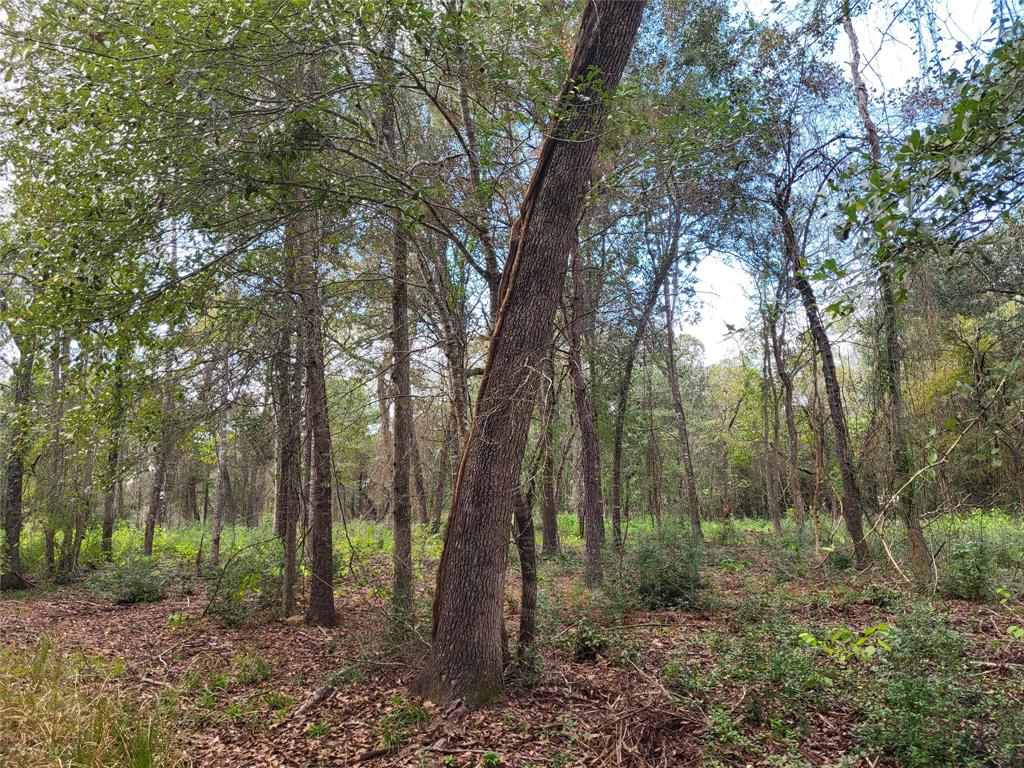 Bring a hammock and enjoy the peace and quite of your property