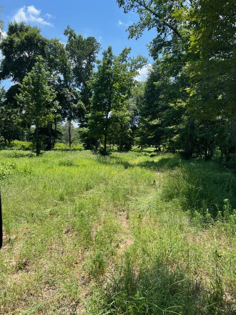 a view of a big yard with large trees