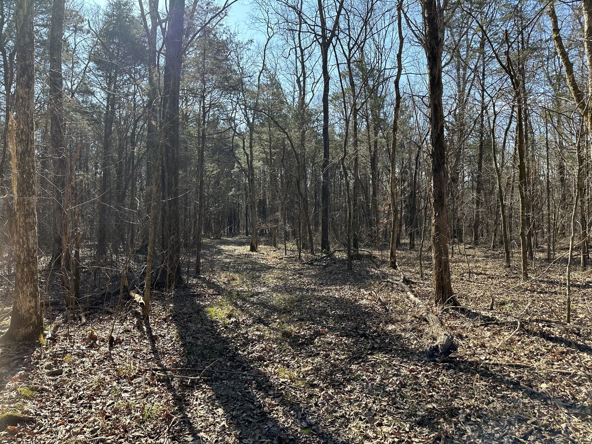 a view of outdoor space with lots of trees