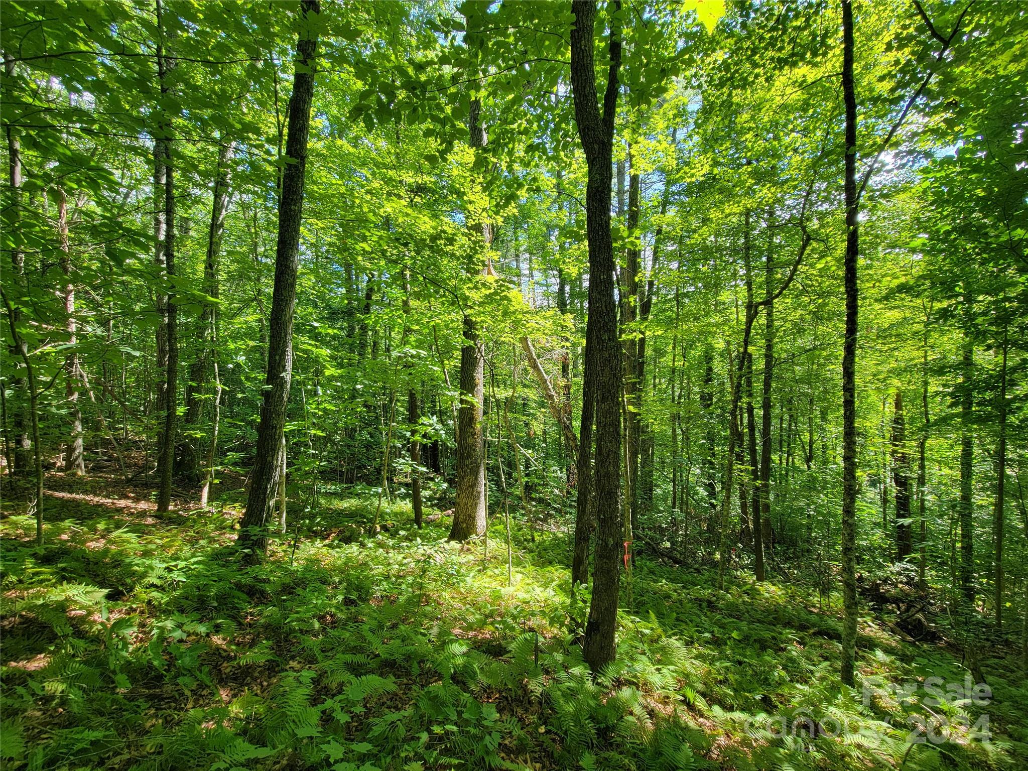 a view of forest