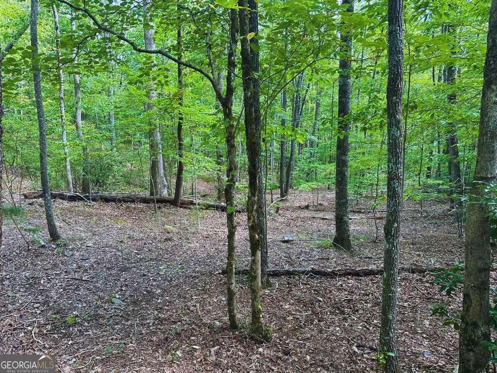 a view of a forest that has large trees