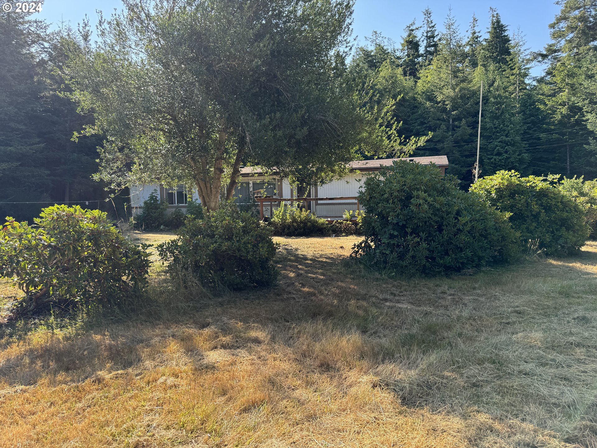 a view of a yard with plants and large trees