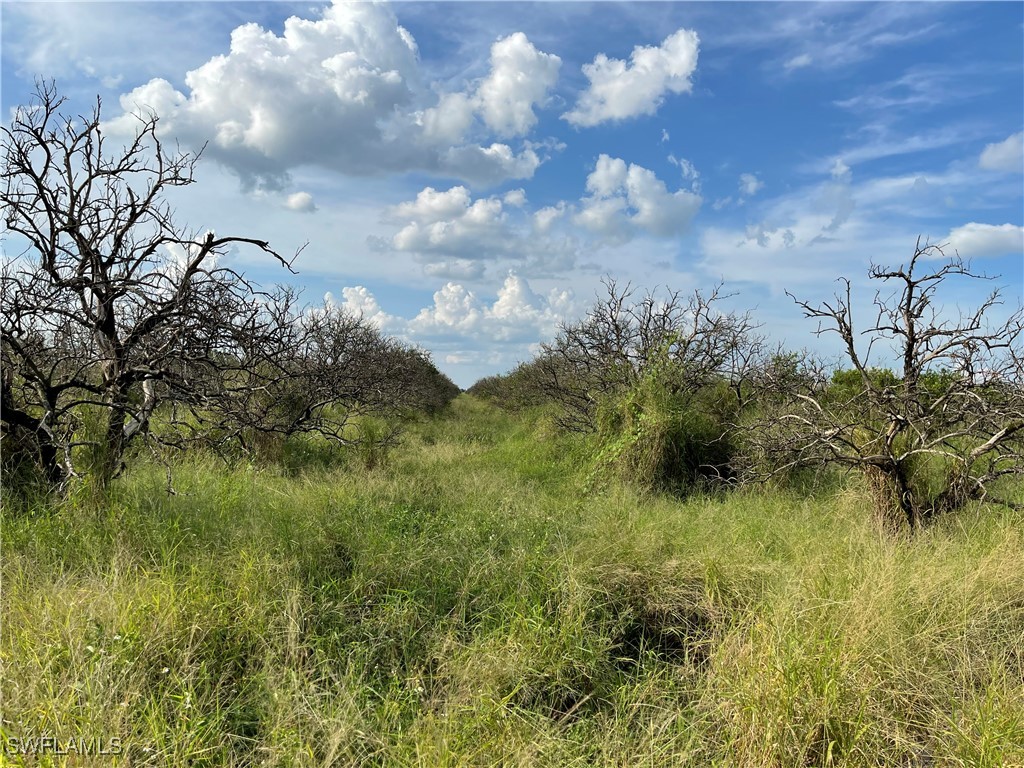 a view of a bunch of trees and bushes