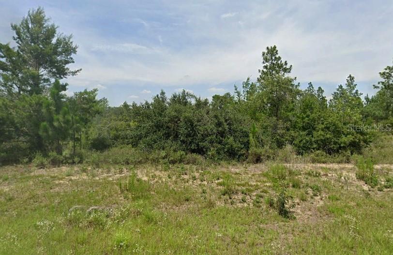 a view of a field with plants and trees in the background