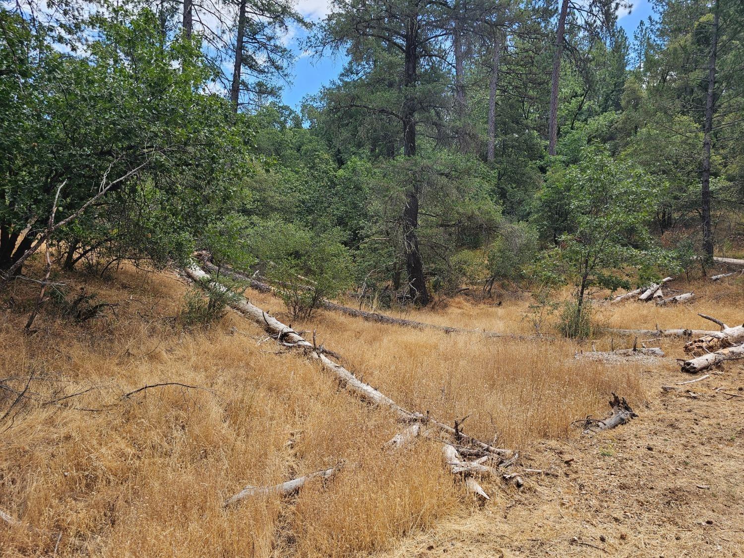 a view of a yard with a tree