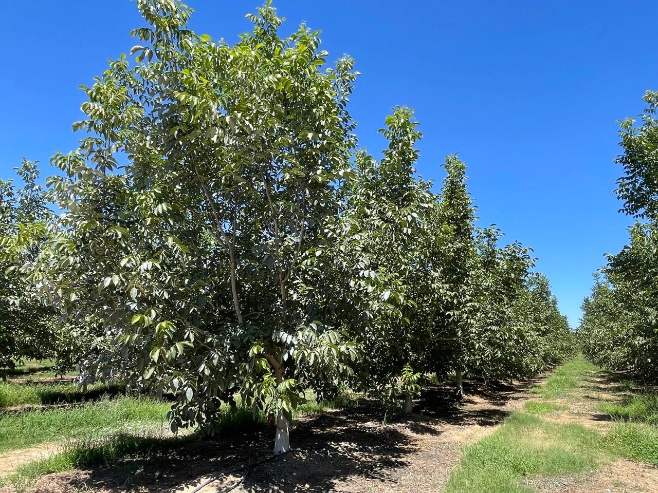 a view of a tree in a yard