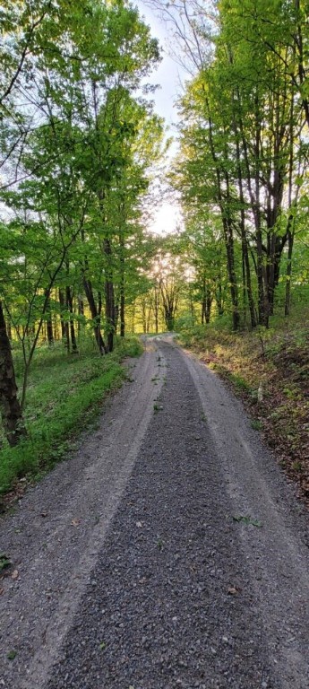 a view of a dirt road with large trees