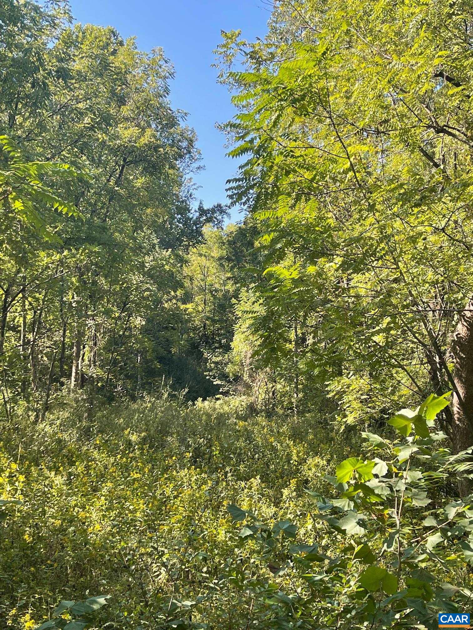 a view of a tree