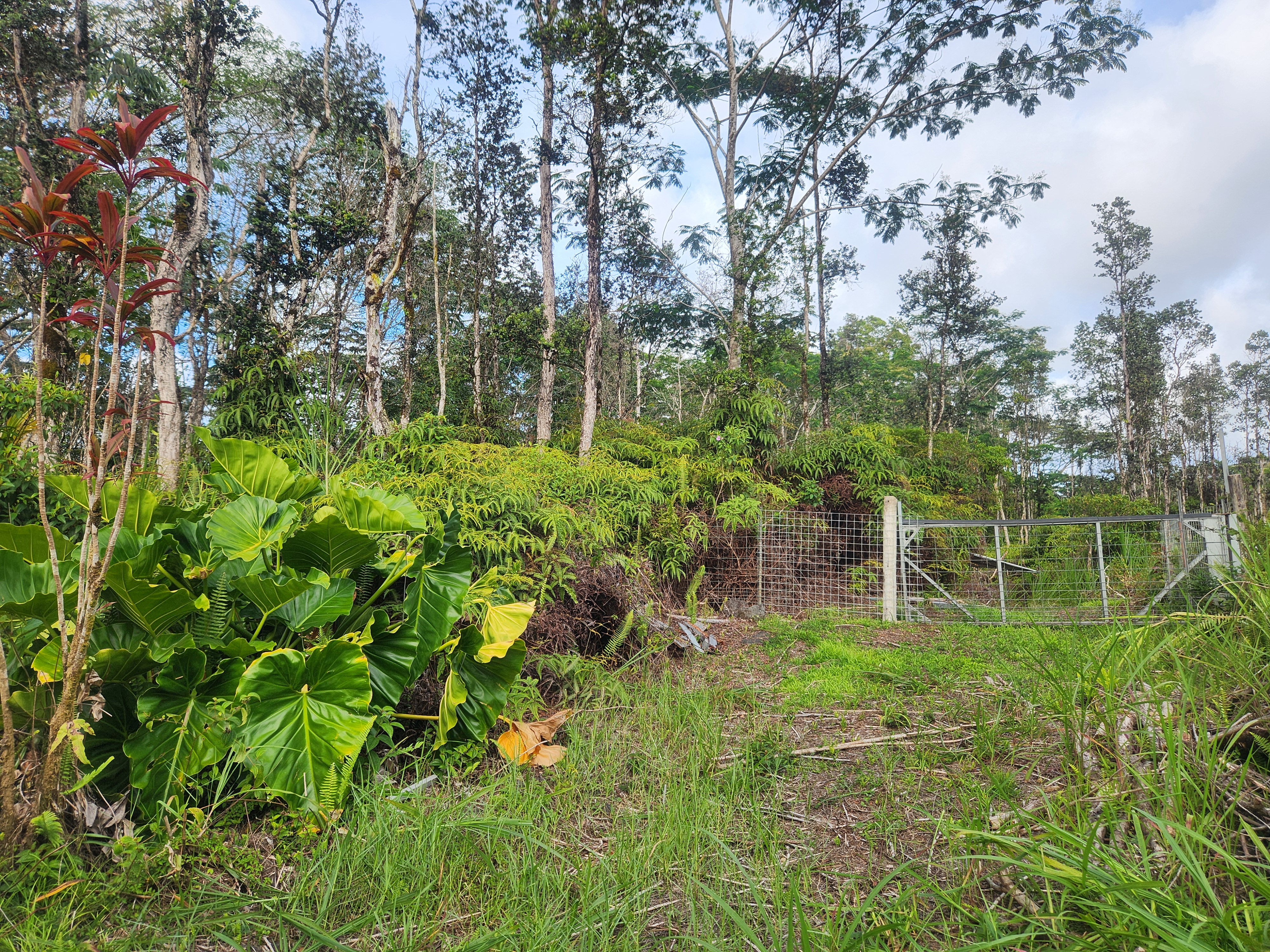 Front gate leading to a serene and abundantly forested lot, showcasing the potential for a lush and private retreat.