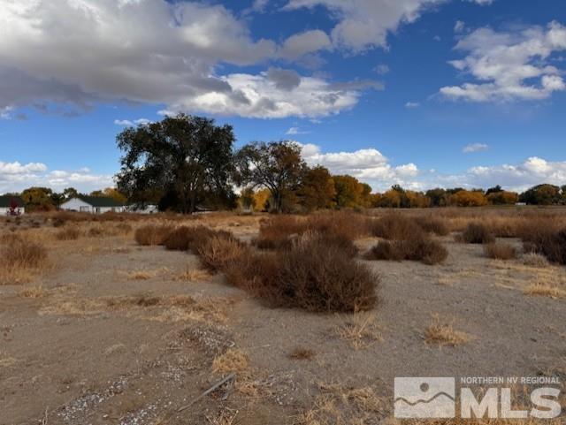 a view of a dry yard with lots of trees