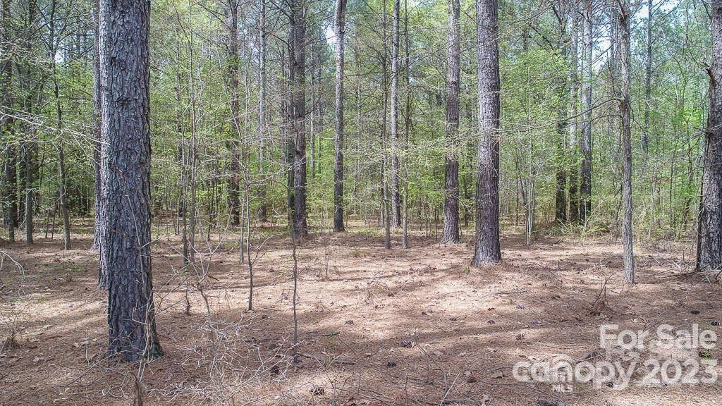 a view of a forest