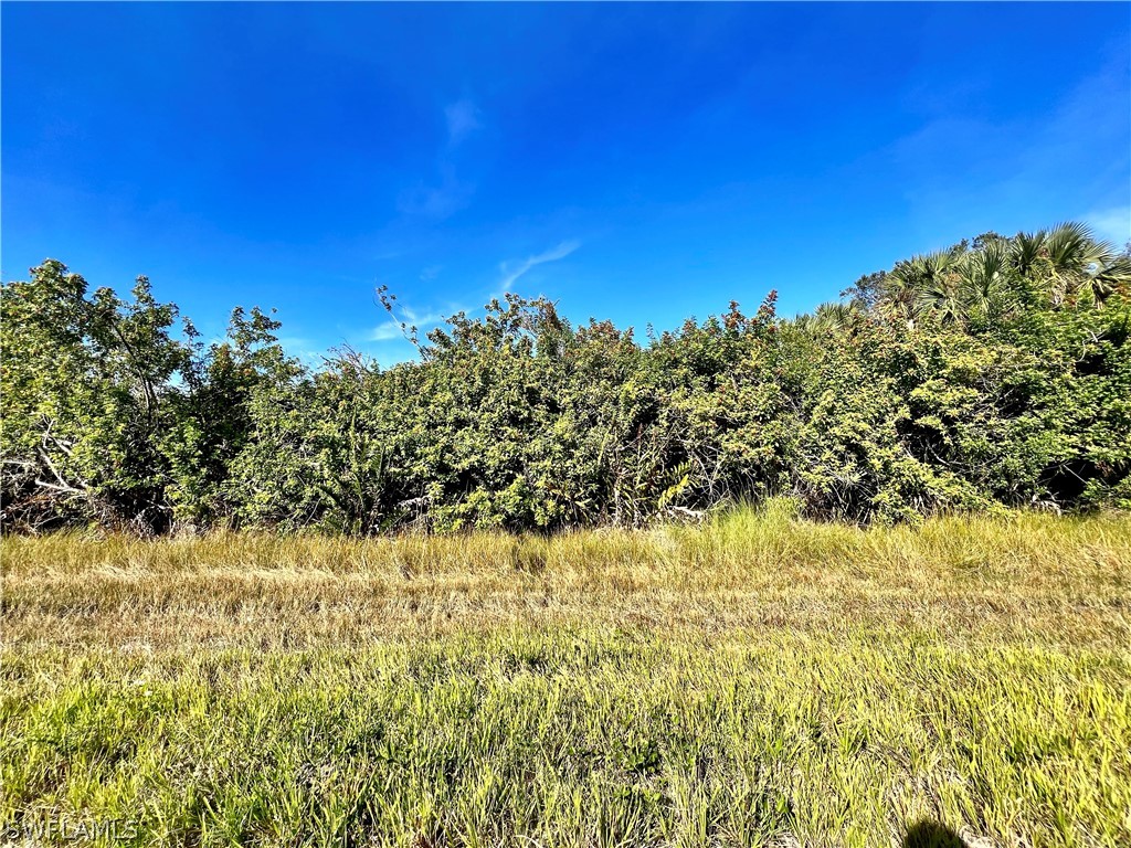 a view of a large yard with lots of trees