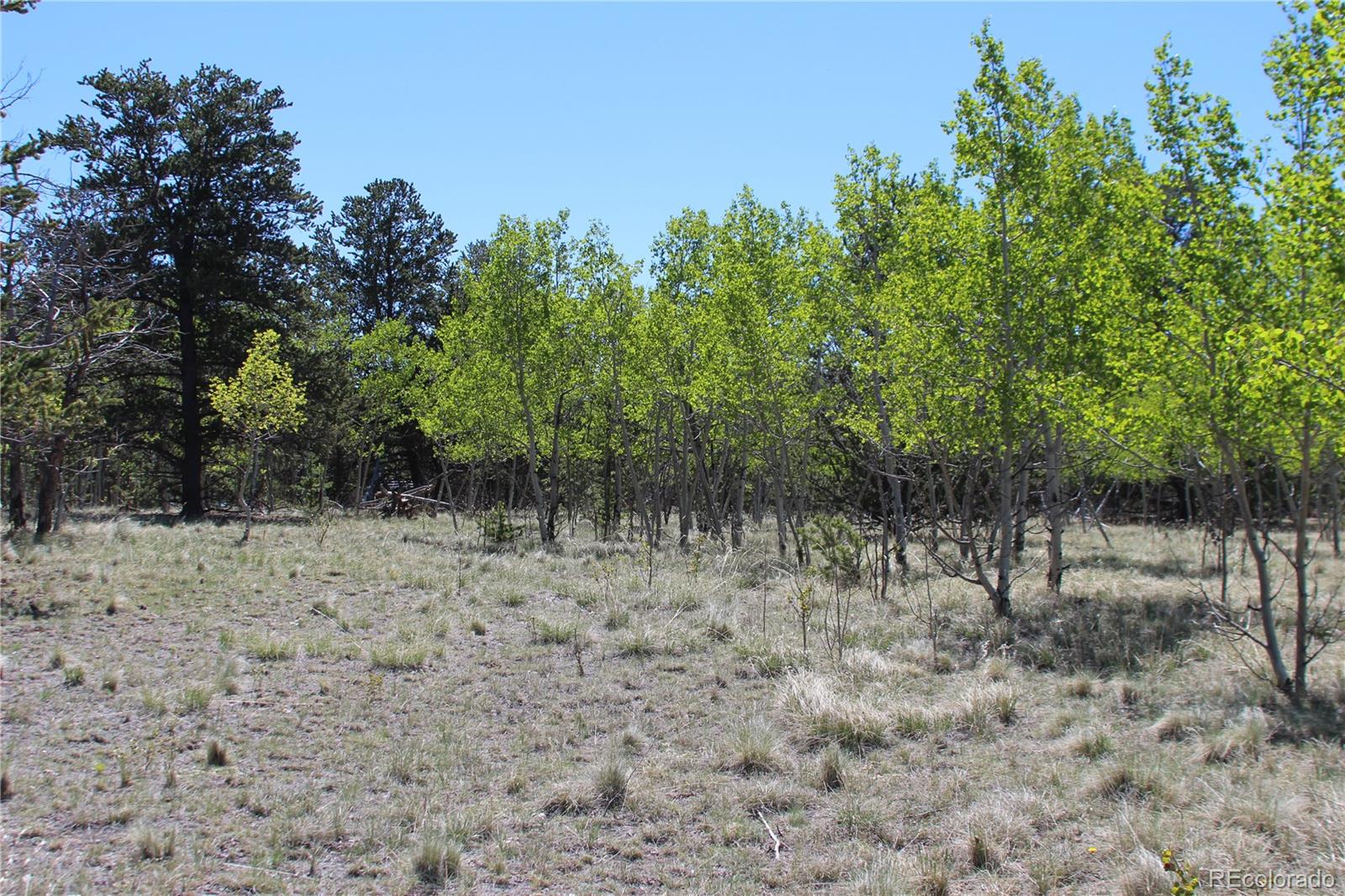 a view of a forest with trees