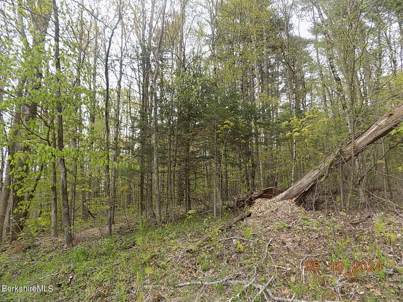 a view of a forest with a tree